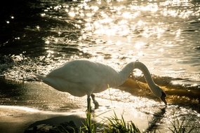 河边捉鱼捉虾的白天鹅图片